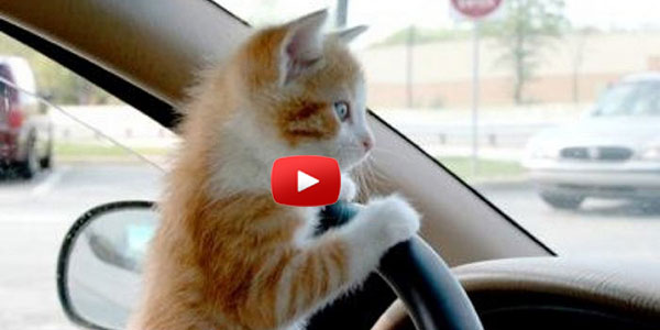 Cats Drifting