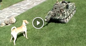 RC tank vs dog
