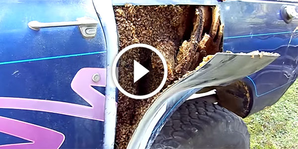 HONEY in body panels of truck