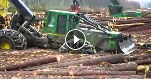 Extreme Forestry