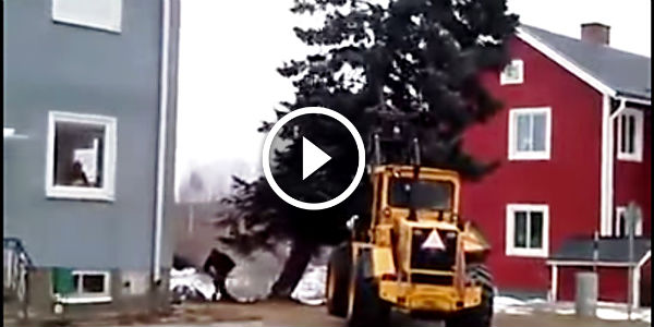 Tractor pulls down a tree