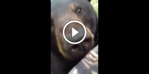Bear & Man... Face to Face! {ORIGINAL VIDEO}