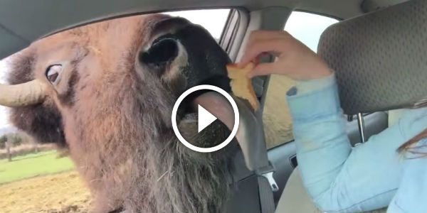 Buffalo kisses