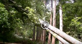 Awsome 19 tree domino!!