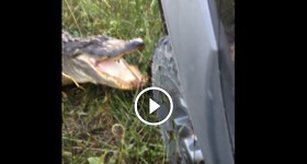 Gator vs Truck