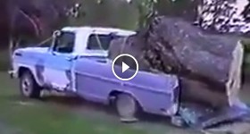 Man Saws Tree into Truck Bed