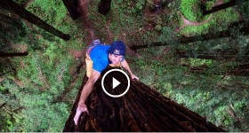 Giant Ascent Chris Sharma Free Climbs Huge Redwood with Help of Scientists