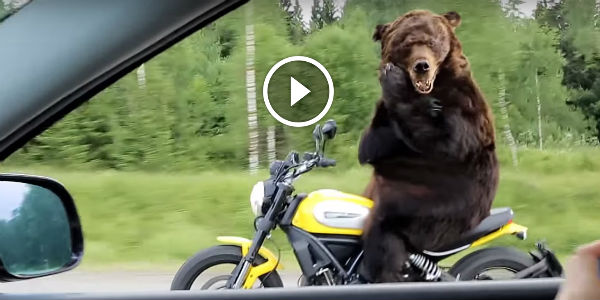 This Is Just Brutally Funny Can You Imagine A Bear