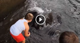 Kids playing with stingray