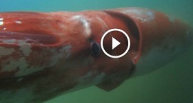 Giant squid surfaces in Japanese harbor