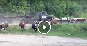 Timber Truck Accident Crashed Into a Herd of Cows