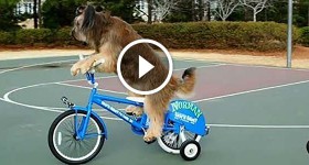 This Trained Dog Can Sit, Fetch, Ride a Bike Outrageous Acts of Science