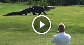 Giant Gator in Florida Walks Across Florida Golf Course