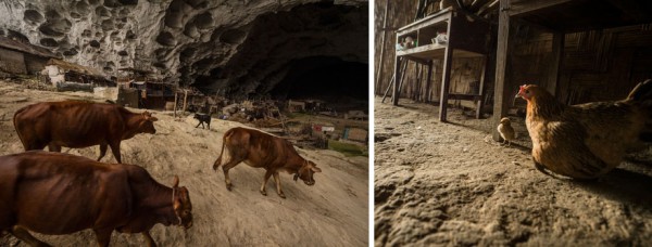 Zhongdong cave interior view of domestic animals