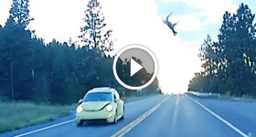 White tail deer does a flying act hit by a Volkswagen Beetle