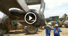Giant Anaconda found in Brazil
