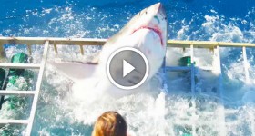 Great White Shark Cage Breach Accident