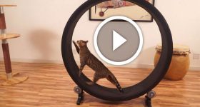 One Fast Cat by Sean Farley