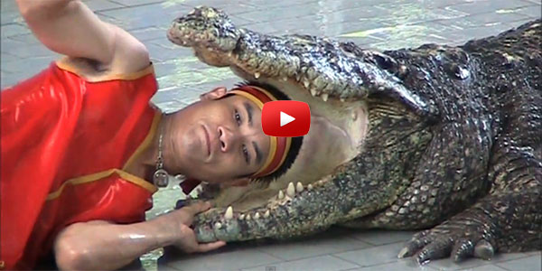 HEAD IN CROC'S MOUTH