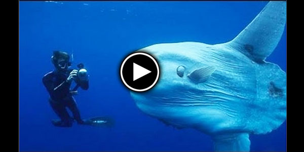 CREATURES OF THE DEEP - Terrifying MONSTERS
