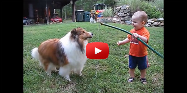 Small Child and Dog Play with the Hose