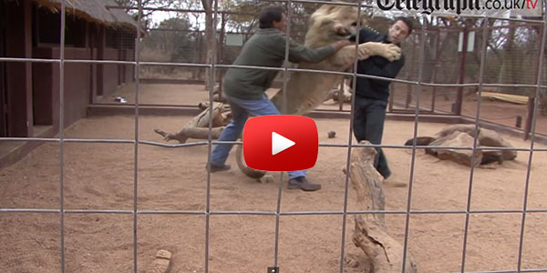 ALMOST EATEN BE A LION