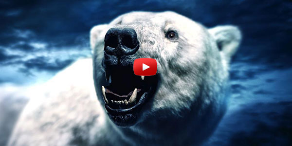 NINJA POLAR BEAR - AMAZING STEALTH TECHNIQUE