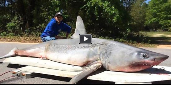 MAMMOTH SHARK