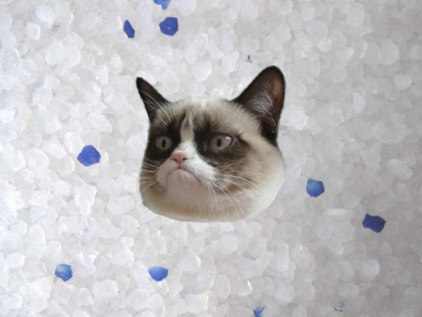 using cat litter to clean your car