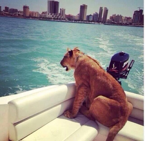 Lioness on her boat in Dubai