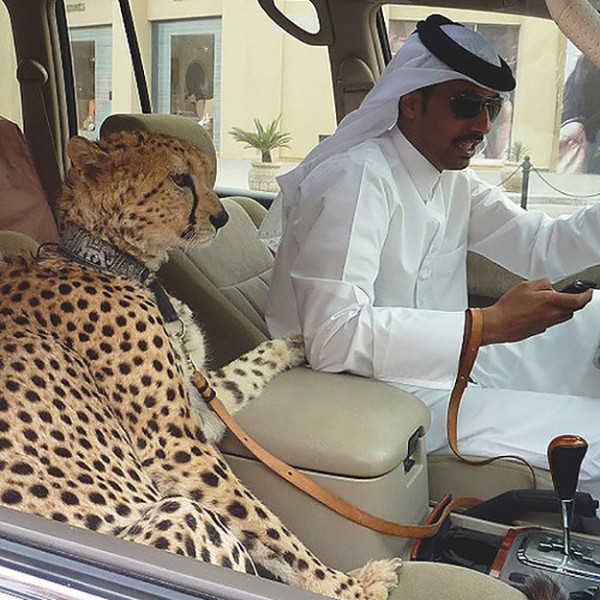 Saudi man and Cheetah in his car