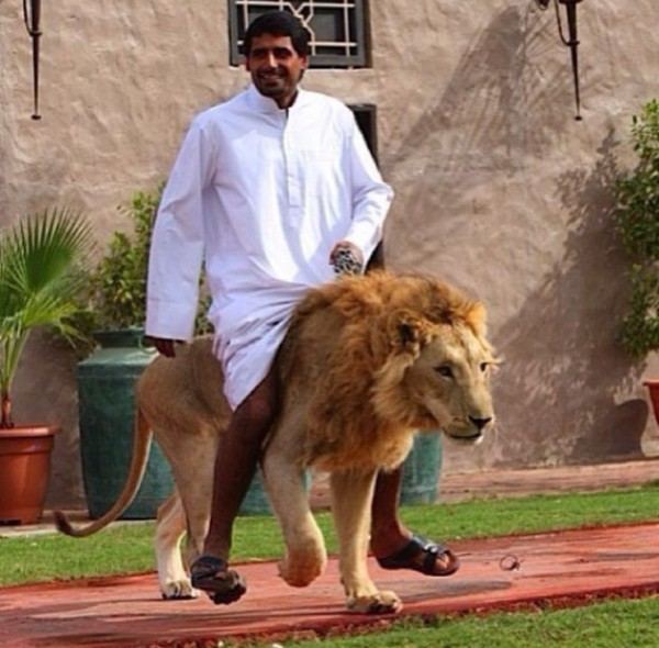 Saudi man riding a lion