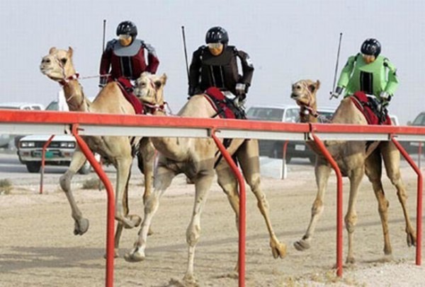 camel races with robots in dubai