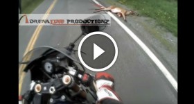 Deer accidents - Motorcycle Hits Deer @ 85 mph Helmet Cam
